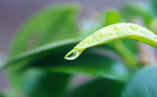 キャンプの予定なのに雨の予報…事前の準備や雨対策をご紹介！